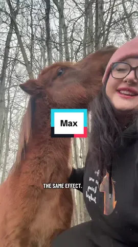 The Goodest boy! #minihorse #miniaturestallion