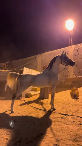ي ذكر الله❤️.  الوحش براق🔥.  #خيل_وخياله🐎 #خيل_عربي #fffffffffffyyyyyyyyyyypppppppppppp #اكسبلورexplore #غزال_الشقب 