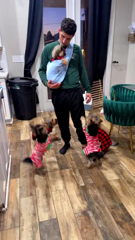 #dogs #puppies #yorkies 