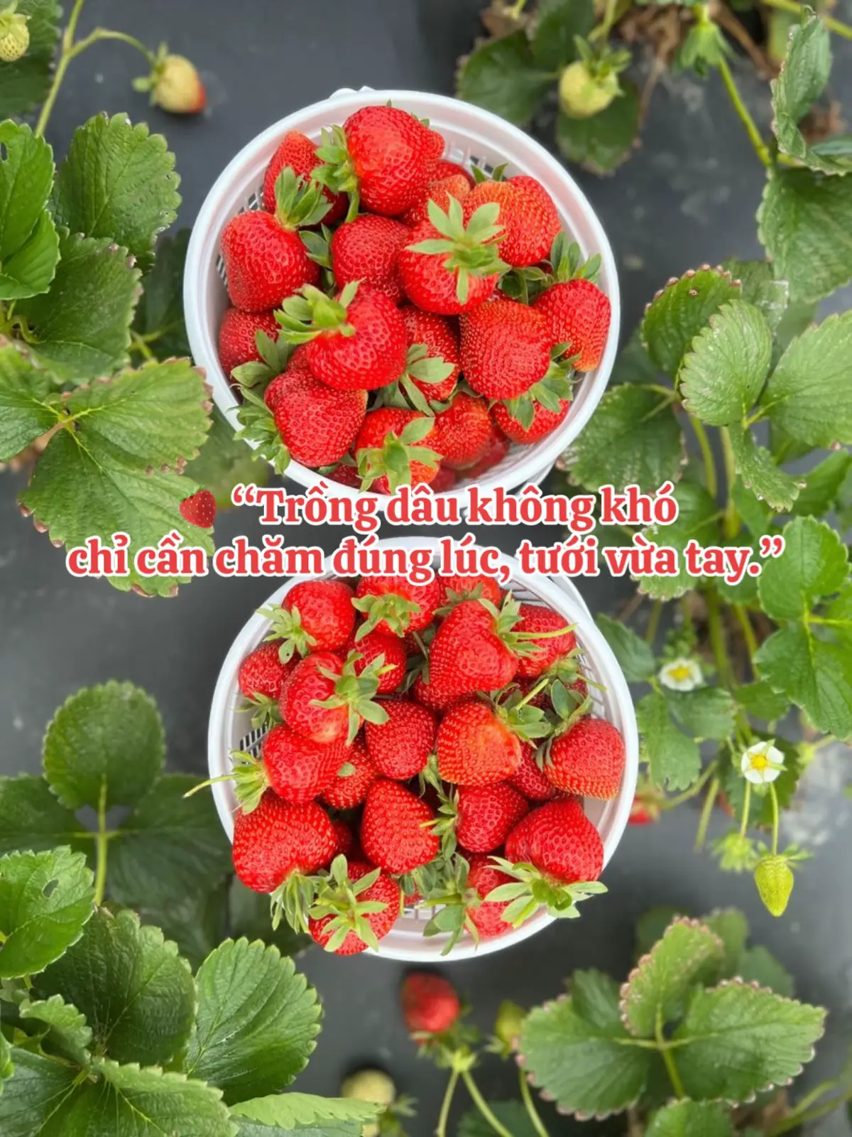 Cùng chia sẻ kinh nghiệm làm vườn #KinhNghiệmTrồngDâu #NgườiMớiBắtĐầu #dautay #trongdautainha #dautaysonla