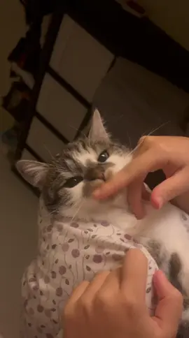 #catsoftiktok #marco #cutecat 