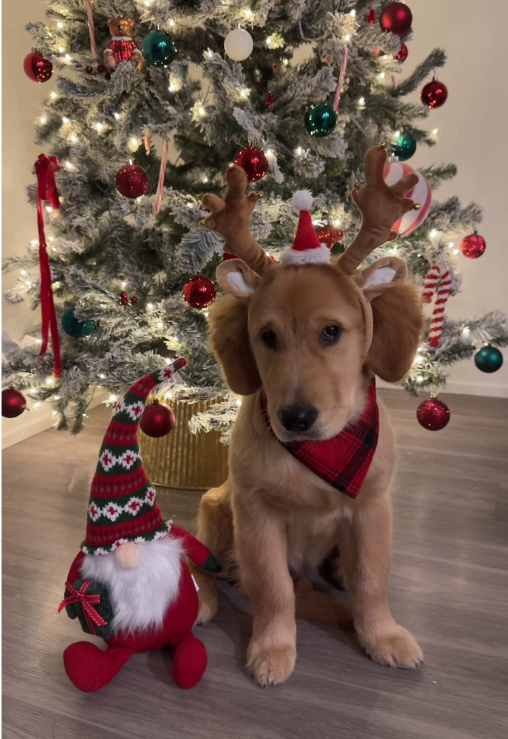we can’t wait for our cuties first Christmas🎄✨ #goldenretriever #puppy #fyp #christmas 