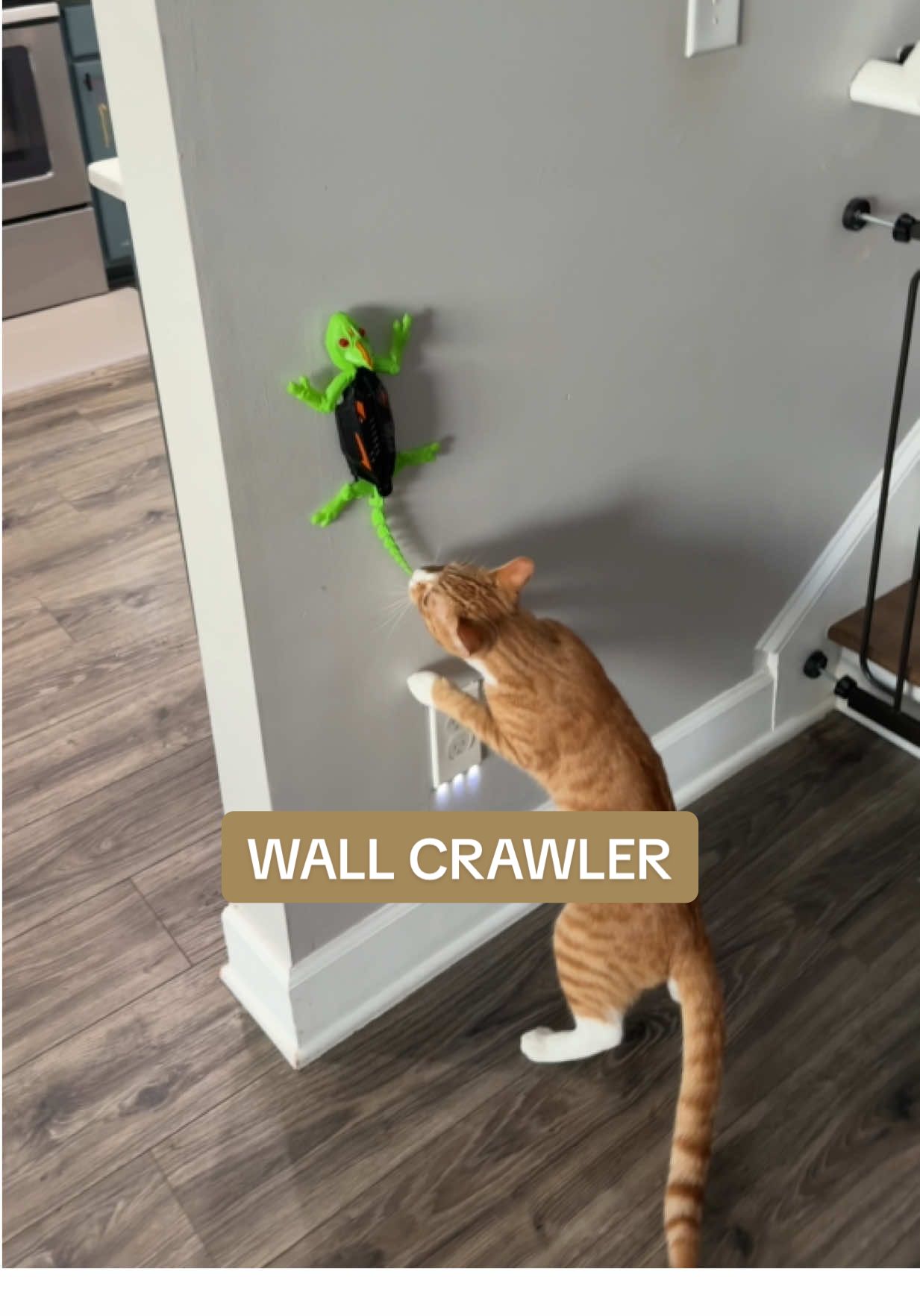 Not only entertaining us but also the cats 😂 #wallcrawler #toysforkids #kidstoys #tiktokshopblackfriday #tiktokshopcreatorpicks 