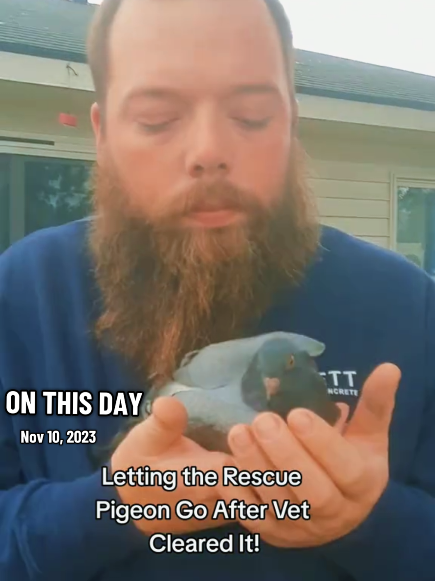 Two years later and Lynn still lives with us. #lynnthepigeon #birdsoftiktok 