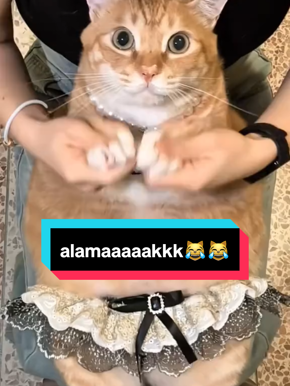 #oyenbarbar  #kucingtiktok  #kucinglucu  #fyp 