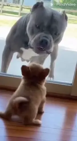 #dog #dogs #funny #viral 