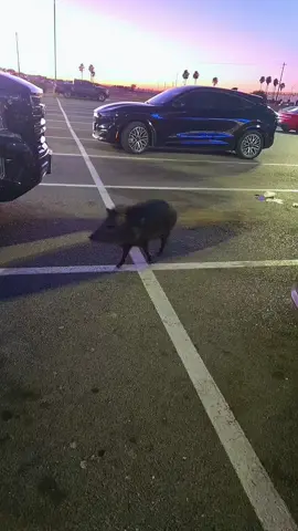 You know you're from Laredo. When you encounter Javelinas at the Ross parking lot. #southtexas #javelina #laredo #fyp #laredotexas 