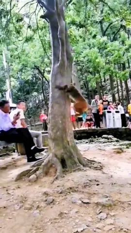 #tiktok #monkey #foryou 