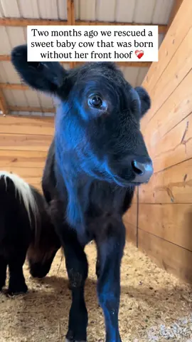 Cloverbell 🩵 We rescued this sweet angle two months ago now and I still can't believe it. She's the most precious baby ever. da Every morning we wrap the bottom of her leg to give her more support and comfort throughout her day. This is such a small thing that we can do to ensure this sweet baby has a chance at life. A life every animals deserves, whether they were born with a disability or not. But..... we've been working with @infinitelyablepets to be able to get her something much better, custom prosthetics as she grows!!! This will be able to support her other hooves and give her better support as her body develops. Having this support for her being a large animals is crucial. And in even better news we have a generous donor who wants to do a $3,000 match to help Cloverbell get the care she needs to live a healthy and fulfilling life here! Isn't that amazing? Will you help us get her a custom hoof your donation will be doubled up to $3,000! Which will cover the cost of all the prosthetics she'll need as she grows. Donate now on: ® PayPal- Foreverlandfarm@gmail.com • Venmo- @forevelandfarm • Zelle- foreverlandfarm@gmail.com #animalsanctuary #fortheanimals #sanctuary #animalrescue #savedfromslaughter  