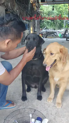 ขนาดคนยังทำคลิปหลุดนับประสาอะไรกับสุนัขจะไม่ทำคลิปหลุด