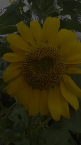 #CapCut  #capcutmotivacional  #apoyo #seguidores  #paratiiiiiiiiiiiiiiiiiiiiiiiiiiiiiii  buen día martes feliz día  buenos días noviembre 2025 