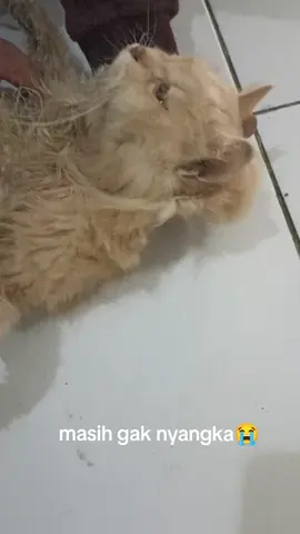 bangun pagi biasanya kamu yang bukain jendela setiap pagi dan hari ini gak ada yg bukain jendela😭 #kucing #pecintakucing #fyppppppppppppppppppppppp #fyp 