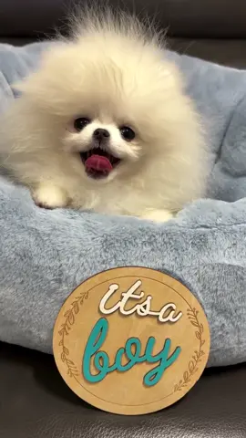 Welcome home baby Yoshi. He’s a natural little model already 😍🩵 #fypシ #puppy #pomeranian #dogsoftiktok 