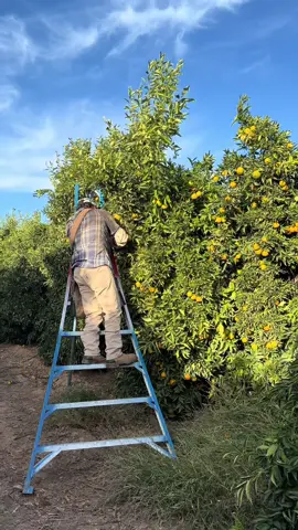 El mero jefe se aventó 2 cajas de mandarina de a 55 dólares #trabajo #work #campo #usa #farm 