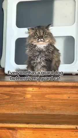 She waits at the top of the stairs#persiancat #grumpy #foryoupage #cutecatvideos #angrycat 