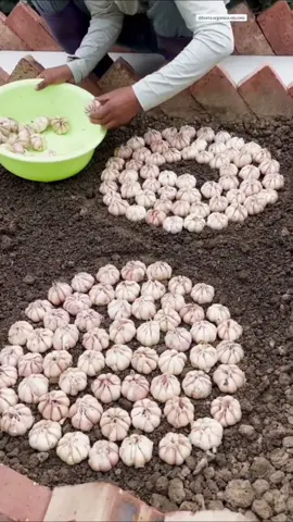 Cara unik menanam bawang #petani #sayur #sayuran 