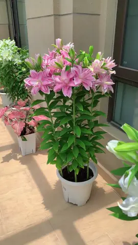 Tết mà trồng được chậu ly này để giữa nhà thì vừa thơm vừa đẹp #tronghoaly #cuhoalykepcao #hoalykep #tronghoadontet #hoalytet 