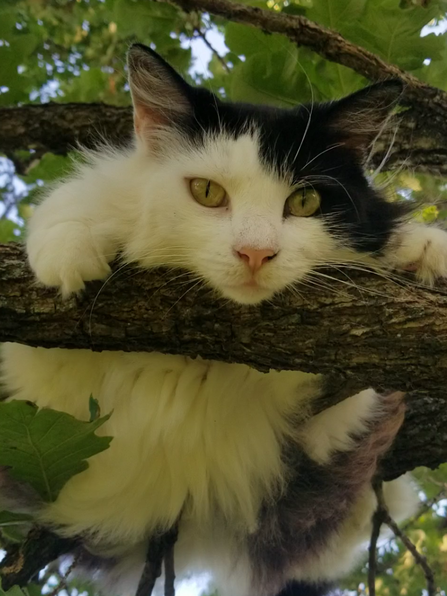 looking down at me 🤍🖤 #fyp #cat #cats #catsoftiktok #cattok 