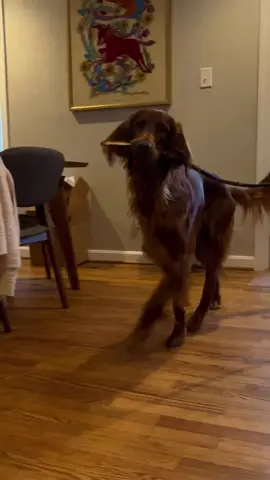 When your dog always brings branches home 🏠#dog#funny#funnyanimals#funnypets#animals #dogsofttiktok #pet #foryou #longervideos