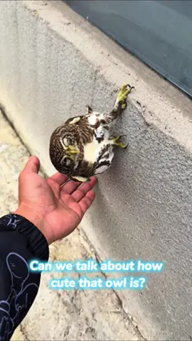 Can we talk about how cute that owl is? Source for Clip 2@Aurora Jorsini #owl #owlsoftiktok #cute #cutemoment 