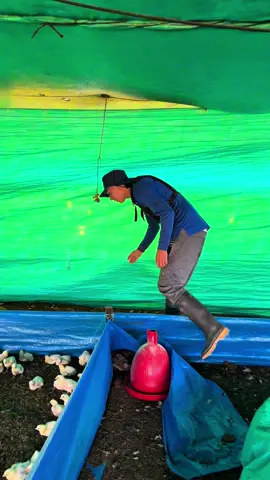 Una bonita labor con estas aves 