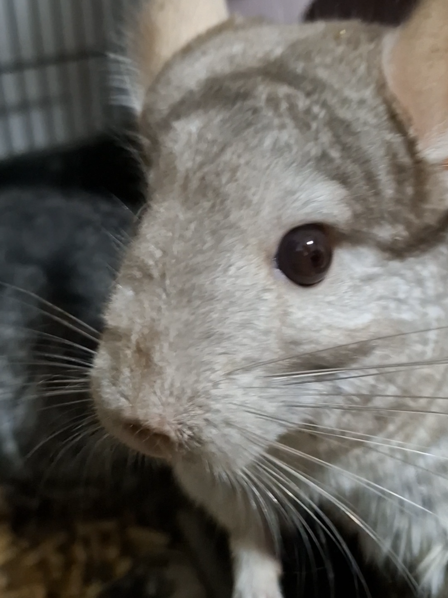 A hora do feno é a hora mais feliz 🌱🌱🌱🌱🌱🌱 #chinchilices #チンチラ #chinchilla #chinchila 