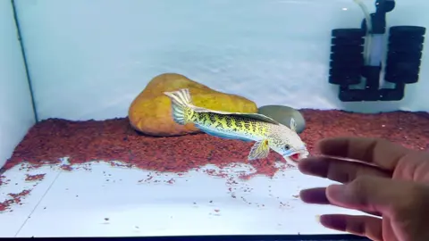 Lả lướt 🤤🥰 #channaauranti #fyp #xuhuongtiktok 