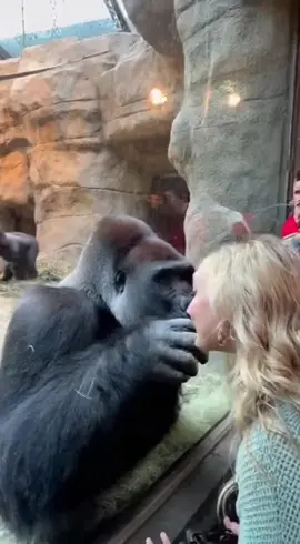 #usa🇺🇸 #viral #tiktok #foryou #gorilla 