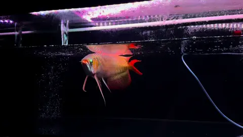 Gần U50 rồi ạ, bộ đuôi càng nhìn chất lượng liênggg 🐉🥰#carong #xuhuong #luxury #caronghuyetlong #huyetlongduoicang 