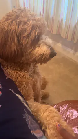 JACE HAS MORE ATTITUDE THAN A LITTLE BIT 😭😭😭. SEND HELPP!!! He literally puts on a whole act everytime, despite the 100 times were out a day 😭😭😭😂😂🤷🏾‍♀️#dogsoftiktok #viral #goldendoodle #fyp #dog 