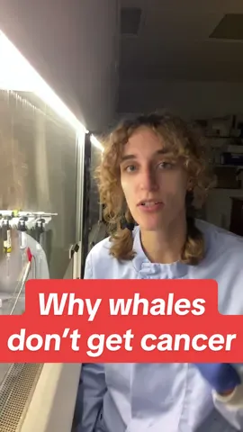 I FKNG LOVE WHALES AAAAA #Science #biology #cancer #fyp 