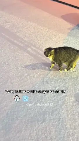 When the world turned white,even her heart slowed down.❄️🥰#cat #catsoftiktok #catlover #Love #snow 