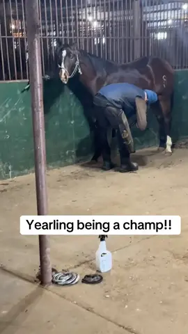 #pferd #horselover #horselife #instahorse #showjumping  