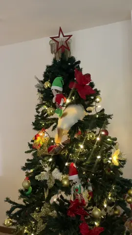 Es esa época del año en la que el árbol de navidad casi se cae varias veces 🥲.                               #gatostiktok#gatotravieso#viral#navidad#christmasdecorations