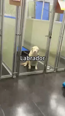 Labrador #funny #happy #dog #fyp #us 