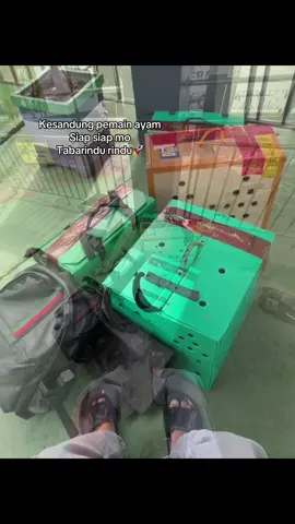 #as27farm #ayamfilipin🇵🇭 #ayamimport #ayam 