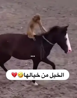 #الشعب_الصيني_ماله_حل😂😂 