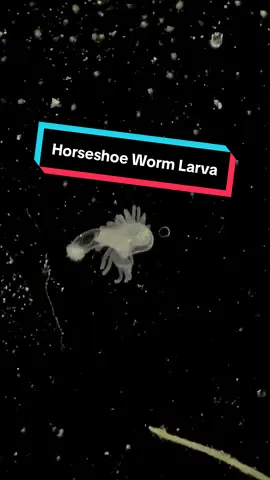 This is a #larva of a #horseshoeworm #marinebiology 