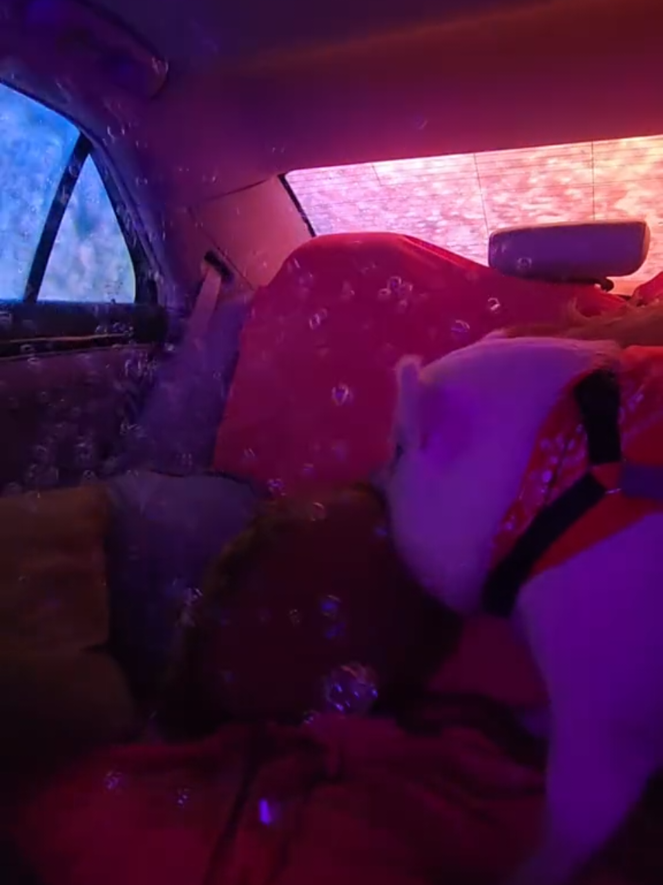 Can't believe this was a year ago. He loved going to the car wash, and thought the bubbles were coming into the car from the outside. One of the cutest things I've ever seen🐽 #piggy