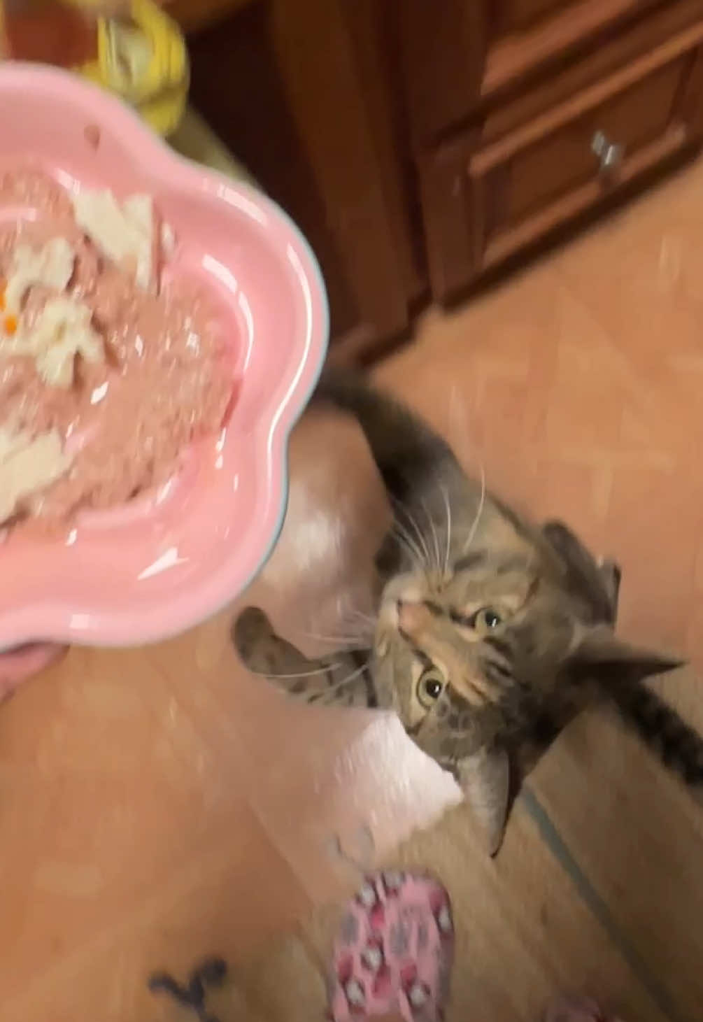 Boiled some chicken earlier today so cat get chikin too. Has anyone tried these allergy treats …. testing them out  #asmr #catsoftiktok #cattok @Instinct Pet Food 