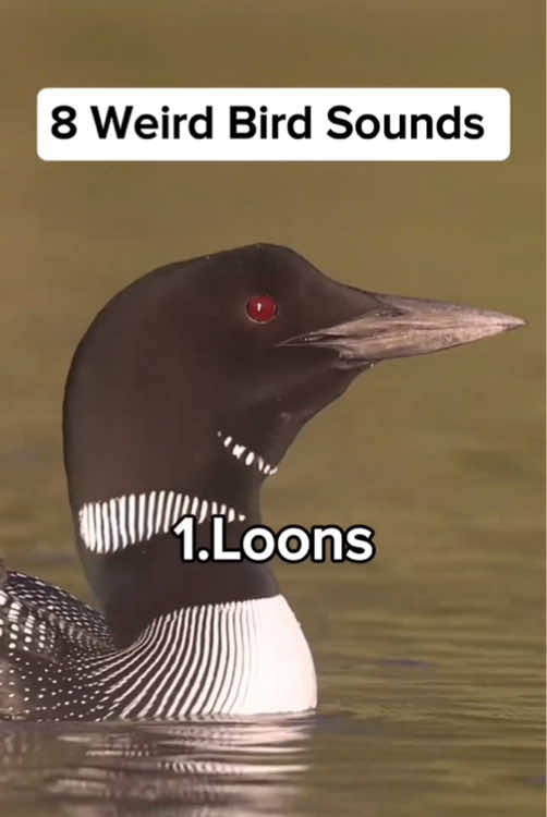 8 weird bird sounds #bird #wildlife #birdlover #birdsounds #weirdbirds 