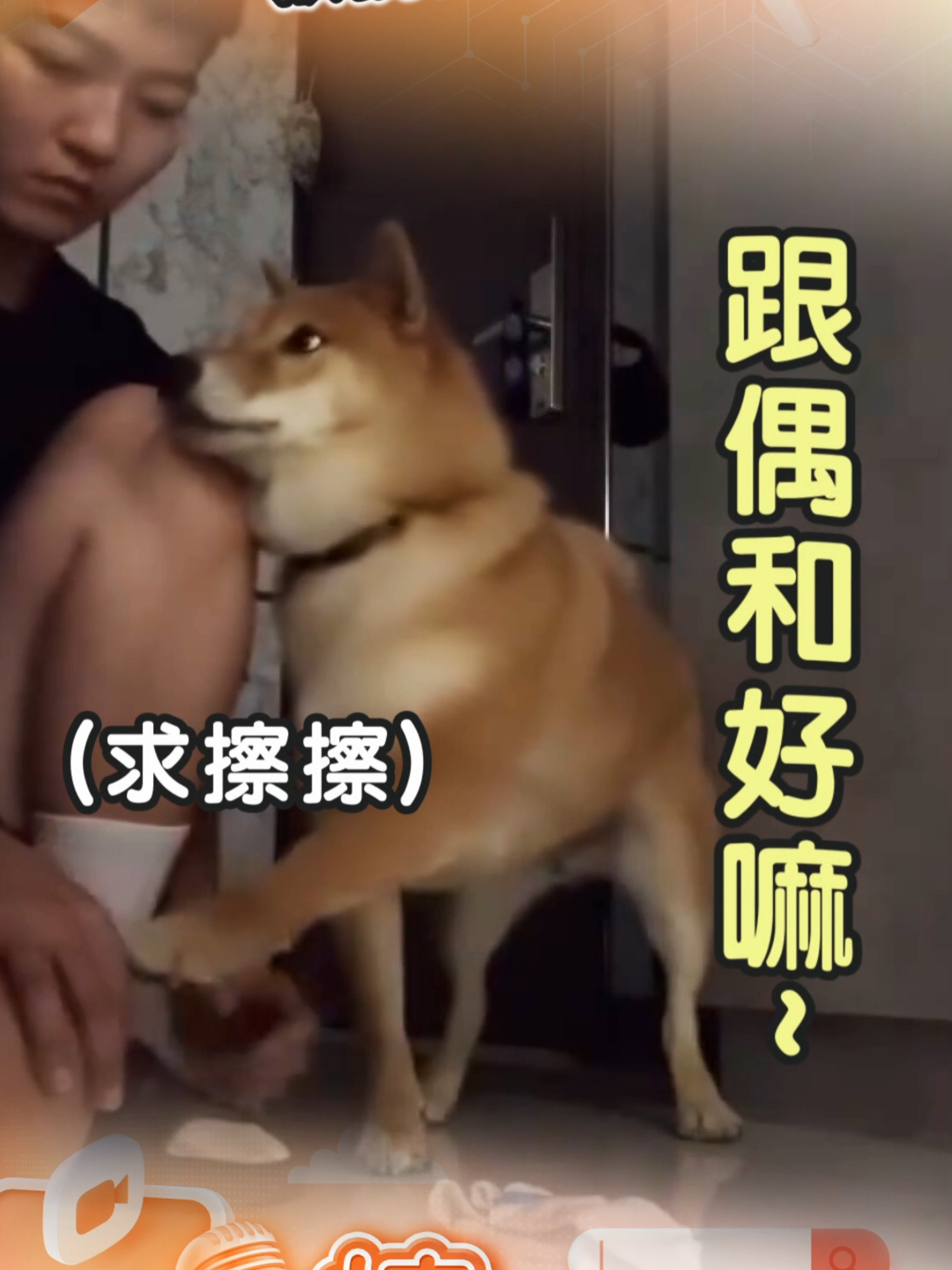 【柴柴遇擦腳低吼「呲牙裂嘴」！　飼主氣撂1句秒「傲嬌妥協」萌翻】 影音授權：Threads／rydencc #焦點新聞影音都在TVBS