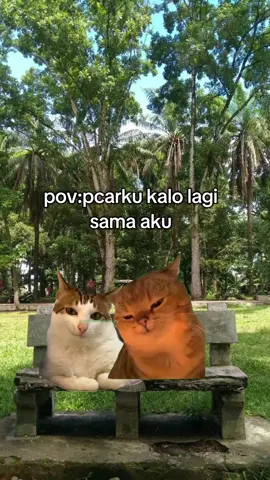 manja kali#foryoupage #memekucing #meme 