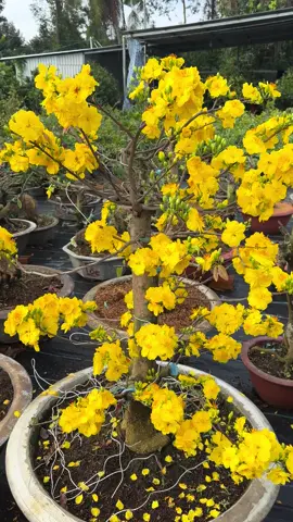 Như ý #toiyeutiktok #tiktoklive 