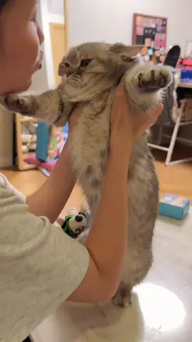 😽😽😽 🥺🤏🤏🤏#kucing #kucinglucu #kucingtiktok 