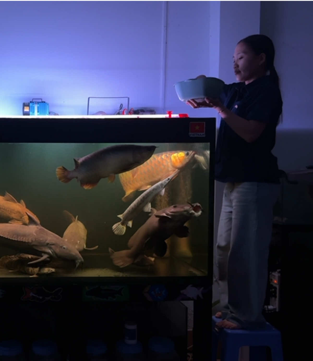 Luôn trong tư thế đợi chủ nhân 🤣 #catfish #carong #casauhoatien #carongdep #thilefish 