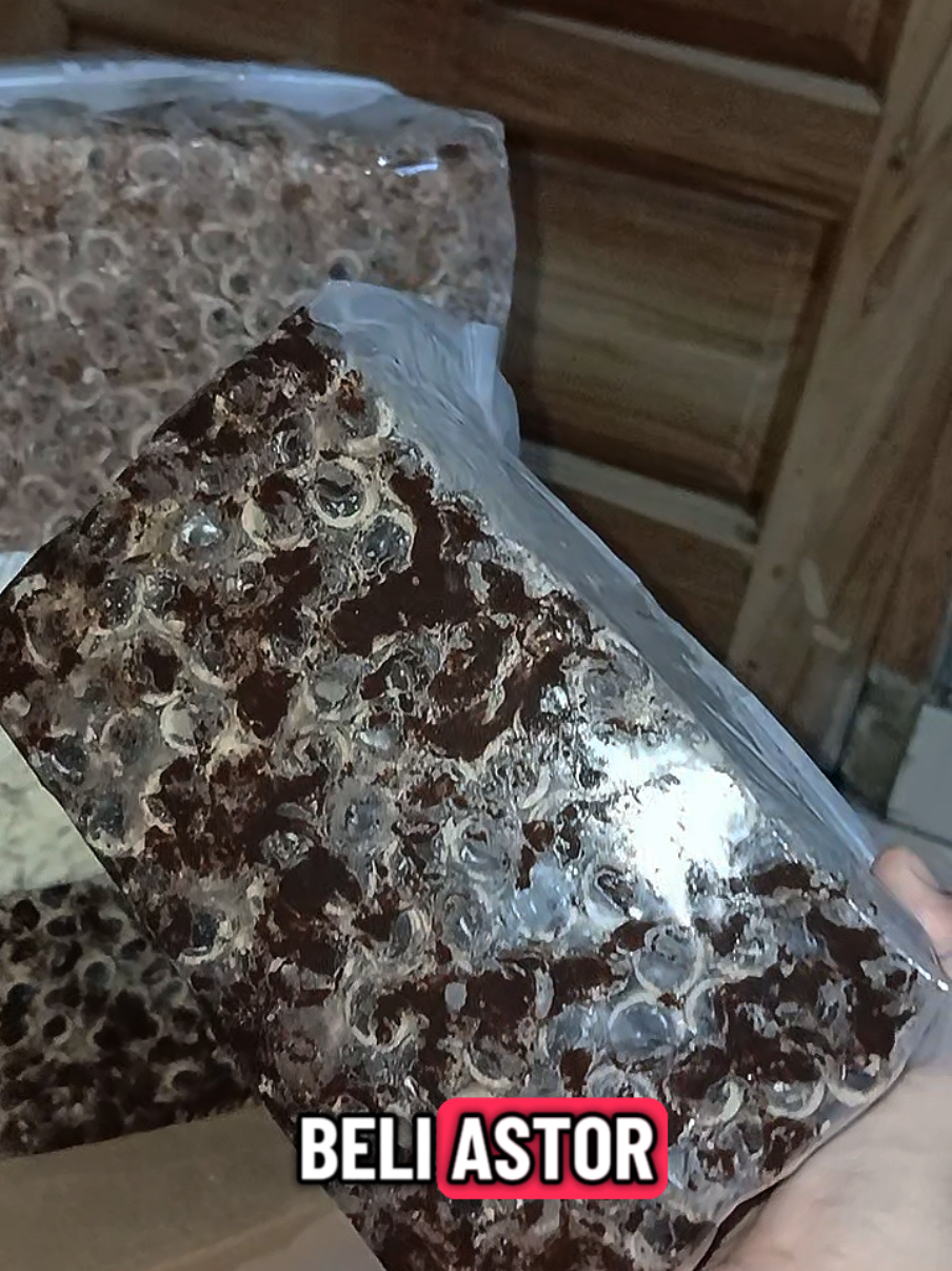 astor favorit akuu   coklatnya banyak pollll #astorrolla#astor 