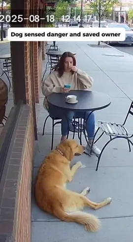 Dog sensed danger and saved owner #dog #protect #dogsofttiktok #foryou #fyp
