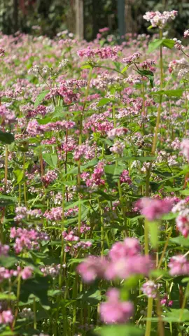 Hà giang mua hoa nở 
