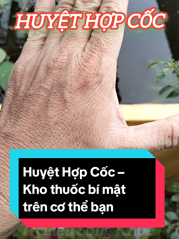 Huyệt Hợp Cốc – Kho thuốc bí mật trên cơ thể bạn!@Trị Liệu Sống Khỏe #bamhuyet #trilieusongkhoe #xuhuong #huyethopcoc #matngu 